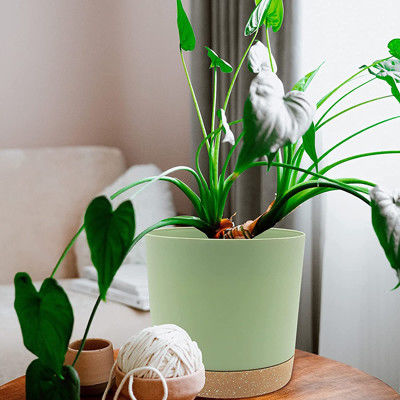 Pots en plastique d'intérieur de plante verte avec les trous de drainage et la base démontable