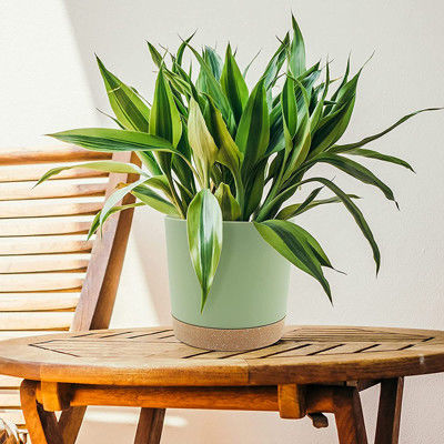 Pots en plastique d'intérieur de plante verte avec les trous de drainage et la base démontable